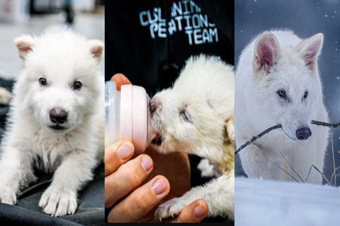 پروژه‌ی دی‌ان‌ای گرگ وحشی